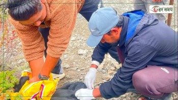 मनाङमा ४० बेवारिसे कुकुरलाई सेल्टर, जाडोका लागि आश्रयस्थल बनाउने तयारी