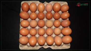 अण्डाको मूल्यमा वृद्धि
