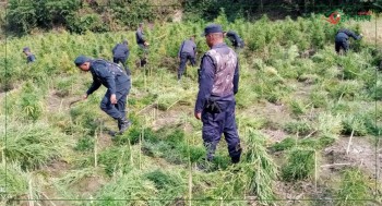 ३० विगाह क्षेत्रफलमा लगाइएको गाँजा र अफिम खेती नष्ट