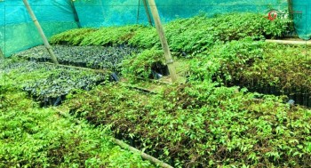 गाउँमा नै नर्सरी, वार्षिक हजारौँ बिरुवा बेच्दै