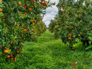 एउटै गाउँबाट दुई करोड बढीको सुन्तला बिक्री