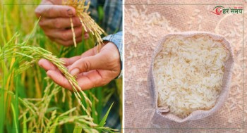 चैते धानको समर्थन मूल्य सिफारिस