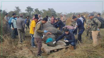१० महिनामा ३१ गैंडा मरे