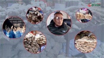 माघे संक्रान्तिले बढायो तरुलको कारोबार