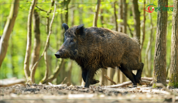 अब जंगली बँदेललाई धपाउन, पक्रन वा मार्न पाइने