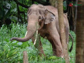 भारतबाट आएको हात्तीको त्रास‚ बाली थन्क्याउन नपाएको किसानको गुनासो