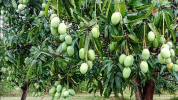 मधुवा रोगले मधेसमा आँप उत्पादन घट्दै