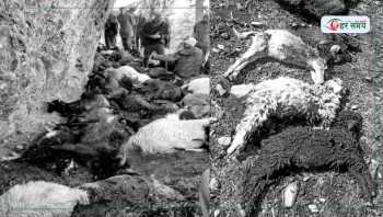 चट्याङका कारण ३९ बाख्रा मरे