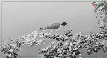 बरहवा नदीमा पुरुषको शव फेला 