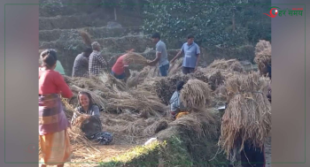 किसानलाई धान भित्र्याउने चटारो, वर्षाले १३९ मेट्रिक टन धान बाली नष्ट