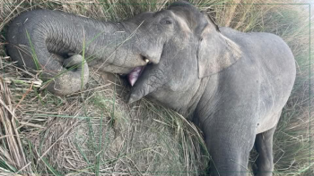 झापामा जङ्गली हात्ती मृत फेला
