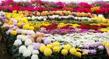 ‘फ्लोरा एक्स्पो’मा एक करोड २२ लाख बढीको कारोबार