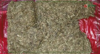 सर्लाहीमा लुकाइ छिपाइ राखिएको गाँजासहित एक जना पक्राउ