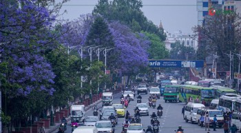 वैशाख २५ : ज्याकाराण्डा फूलले सजियो काठमाडौं