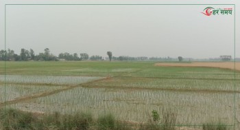 सुख्खा ग्रस्त मधेशमा बर्षाः कुन ठाउँमा कतिवर्षा भयो ?