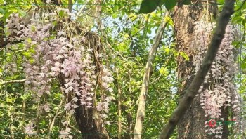 वैशाख १ गते मात्र फुल्ने ‘चमत्कारी’सुनाखरी हेर्न घुँइचो