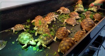 चीनमा छेपारोदेखि कछुवा र रंगीन सुगा पाल्नेहरूको सङ्ख्या बढ्यो