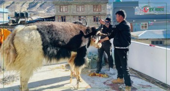 याकका डमि बनाउँदै शोलुखुम्बुका कालीगढ