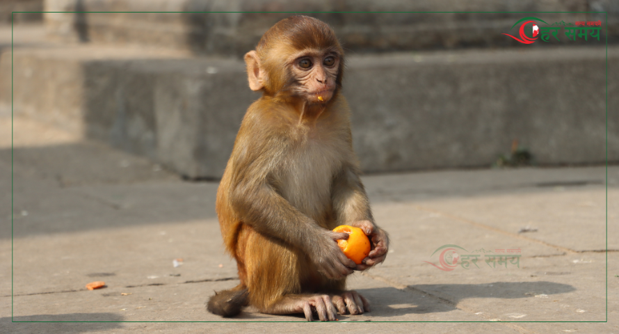 साउन २३ :  सुन्तला खाँदै बाँदर
