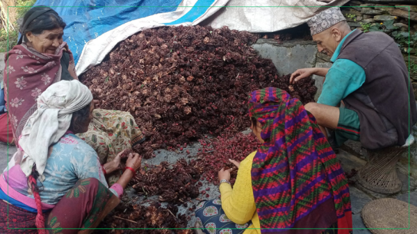 अलैँची उत्पादनमा वृद्धि, एकै वर्षमा ६ करोडको कारोबार