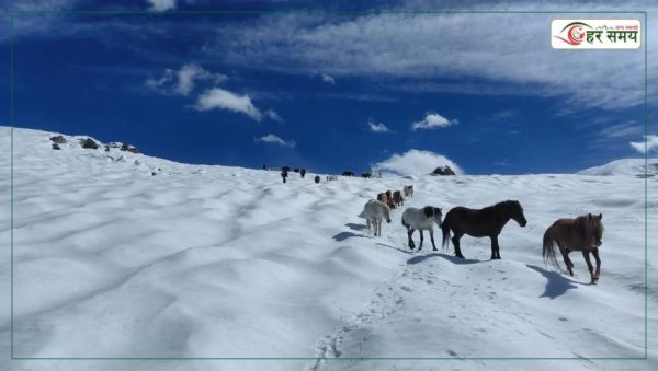 हिमपातमा बेपत्ता ३०७ पशुको २७ दिनपछि जीवितै उद्धार