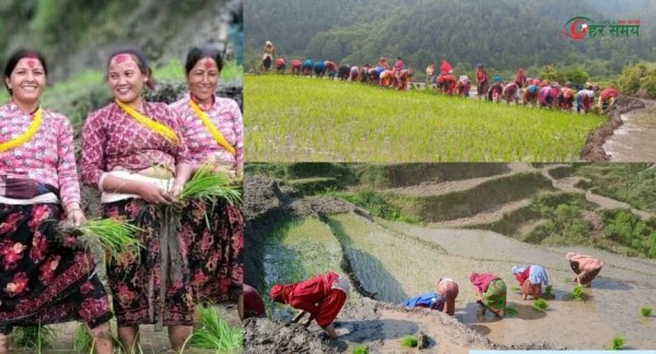 बाजुरामा रोपाइँको चटारो : खेतमै चल्दैछ साली-भेना झैं हाँसो-मजाक (भिडियोसहित)