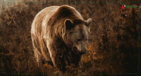 हुम्लामा भालुको आक्रमणबाट घाँस काटिरहेका तीन जना घाइते