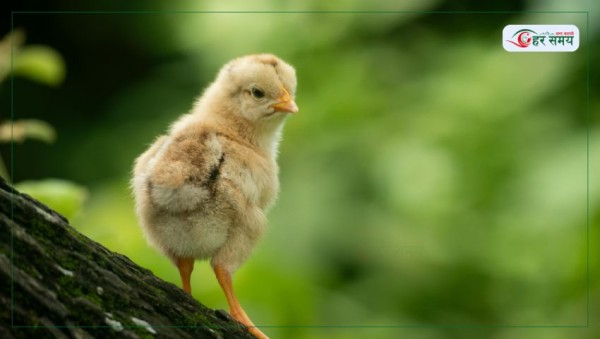 पाँच हजारभन्दा बढी कुखुराका चल्ला बरामद