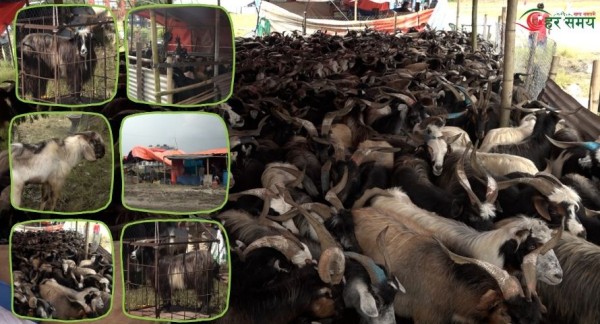 भक्तपुरमा खसी–बोका र च्याङ्ग्राको व्यापार : ग्राहक कम भएपनि व्यापारी उत्साहित (भिडियोसहित)