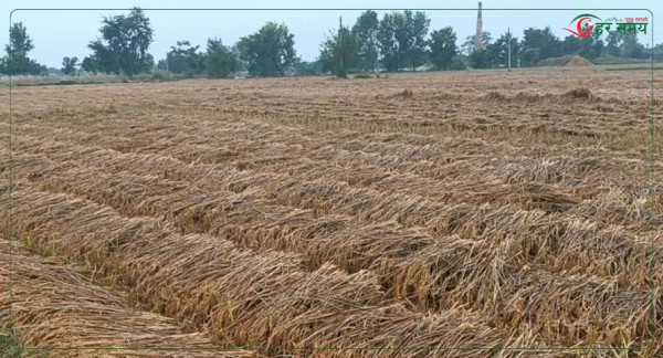 गएराती देखिको वर्षाले खेतको धान भिज्यो, कृषकहरू चिन्तित