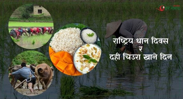 दही चिउरा खाई असार १५ मनाउँदै,  धान दिवस नि आजै