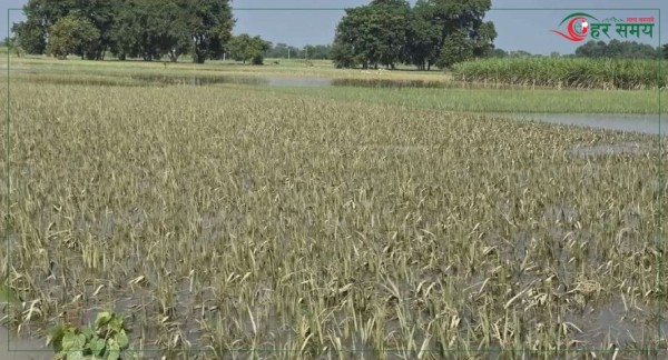रौतहटमा वर्षा र हावाहुरीका कारण १५ प्रतिशत धान बालीमा क्षति