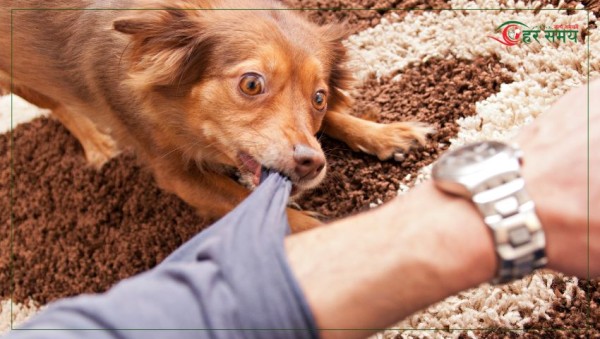 रौतहटमा कुकुरले एकैदिन ५० भन्दा बढीलाई टोक्यो, स्थानीय त्रसित