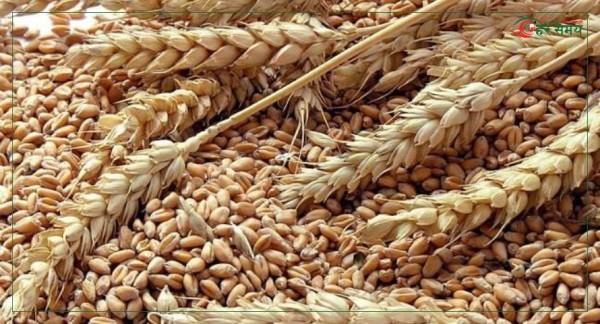 सरकारले यसवर्ष गहुँ किन्न सकेन