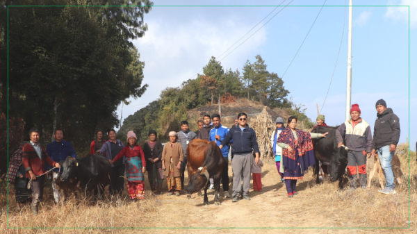 पौवादुङमाद्वारा किसानलाई उन्नत जातको गाई वितरण