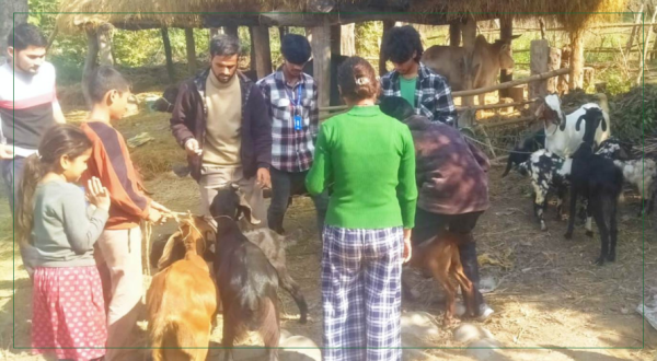 नौ हजार बढी बाख्रालाई पिपिआर विरुद्धको खोप