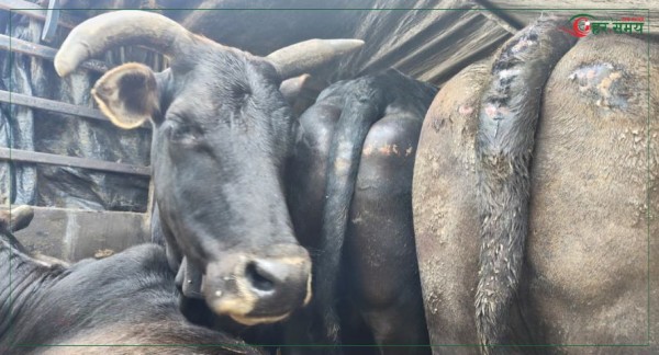 अवैध गाई–गोरु तस्कर नियन्त्रणमा, दुई गाडीबाट ११ पशु बरामद