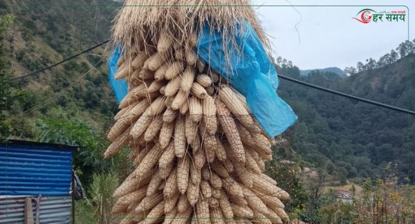 अर्गानिक मकैको माग बढ्दो, खेती भने जोगाउनै मुस्किल