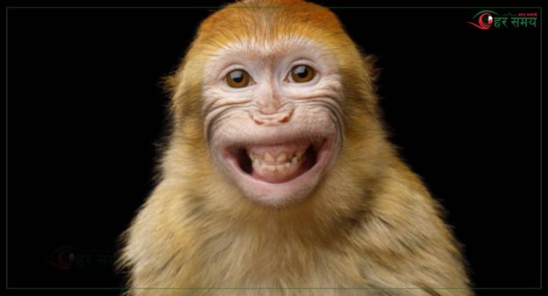 कुश्मा घुम्न आएका पर्यटकको झोला बाँदरले लग्यो