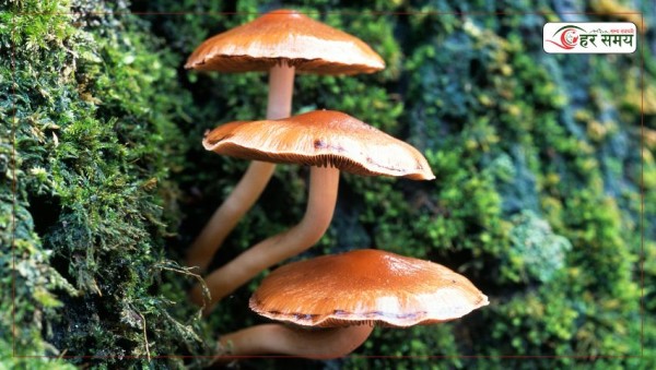 जङ्गली च्याउ खाँदा एकै परिवारका तीन चेपाङ बालबालिकाको मृत्यु