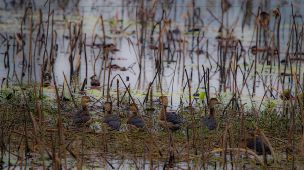 साइबेरियन र रसियाबाट फर्किए ३२ प्रजातिका हिउँदे आगन्तुक चरा