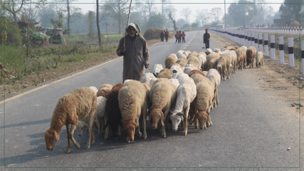 बिक्री भएन ऊन, विस्थापित हुने जोखिममा ‘भेडिहार’