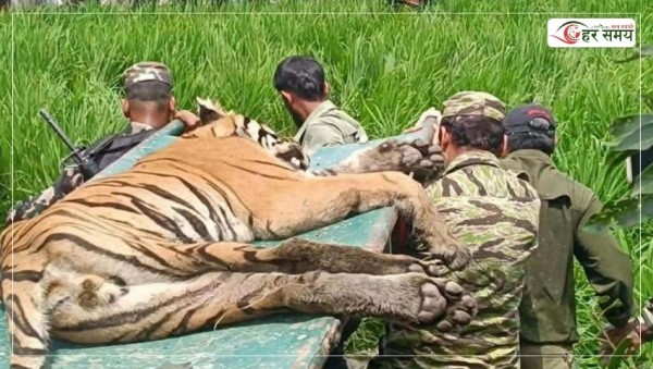 चितवनमा मानिस र गाईलाई घाइते बनाउने बाघ नियन्त्रणमा