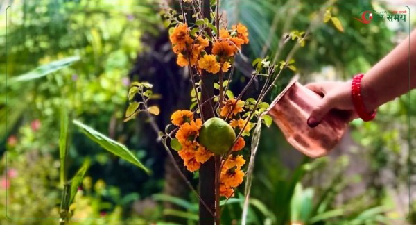 आज हरिबोधिनी एकादशी, तुलसी र दामोदरको विवाह गरी मनाइदैँ 