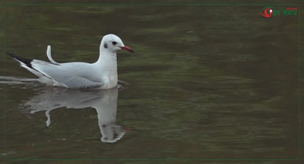काठमाडौंमा दुर्लभ ‘कालो टाउके दंगा चिल’को बथान देखियो [भिडियोसहित]