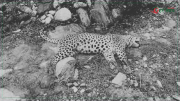 मकवानपुरको चित्लाङमा चितुवा मृत फेला