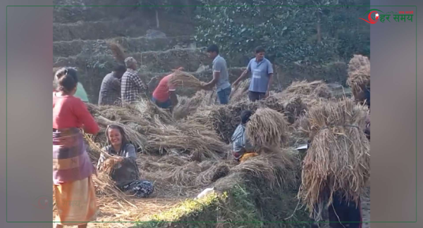 किसानलाई धान भित्र्याउने चटारो, वर्षाले १३९ मेट्रिक टन धान बाली नष्ट