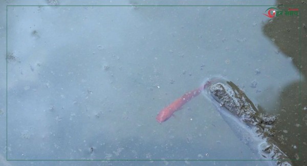 सप्तपाताल पोखरीमा माछा र भंगेरा छाड्दै रातो मच्छिन्द्रनाथ रथयात्रा सकियो