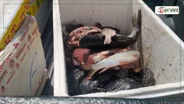 एक क्विन्टल सडेगलेको माछा र मासु बरामद गरी नष्ट