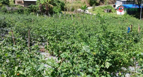 खुर्सानी खेतीबाट कमाउँदै रामेछापका किसान